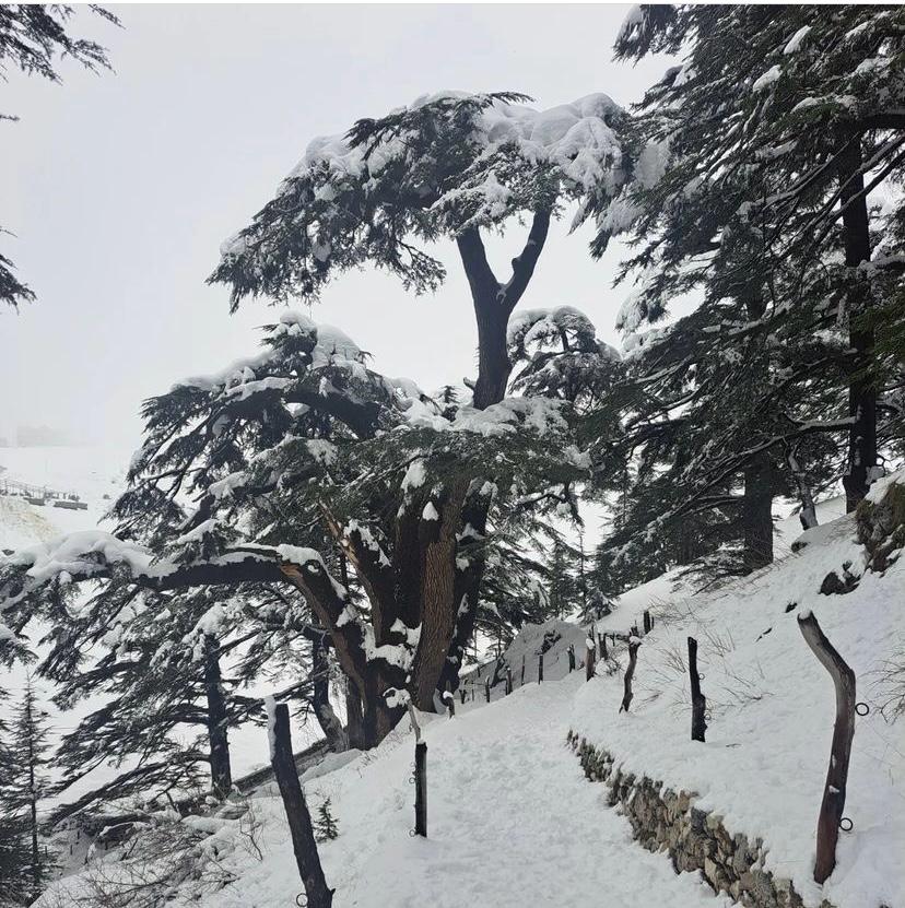 لمحبي السياحية الشتوية في لبنان... أسعار المنامة والنشاطات الخارجية!